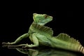 Green basilisks