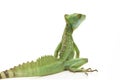 Green basilisks