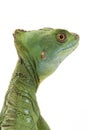 Green basilisks