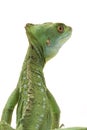 Green basilisks