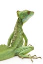 Green basilisks