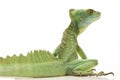 Green basilisks