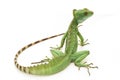 Green basilisks