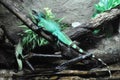 Green basilisks (Basiliscus plumifrons)