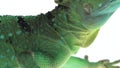 Green basilisks or Basiliscus basiliscus on white background. Close up.
