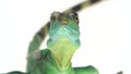 Green basilisks or Basiliscus basiliscus on white background. Close up.