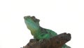 Green basilisks or Basiliscus basiliscus on white background. Close up.