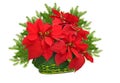 Green basket with red poinsettia and christmas tree branch