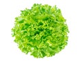 Green batavia lettuce salad head