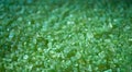 Green bath salt texture background. Top view . Royalty Free Stock Photo