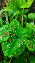 Green batik leaf flowers in the garden