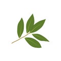 Green Bay Laurel Leaf Vector on White Background Royalty Free Stock Photo