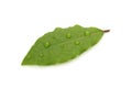 Green Bay Leaf with Dew Drops Royalty Free Stock Photo