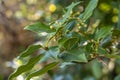 Green bay leaf growing in nature, spice ingridient background