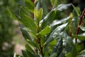 Green bay leaf growing in organic garden, spice ingredient background.The Bay leaf is an aromatic leaf commonly used in