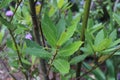 Green bay leaf growing in organic garden, spice ingredient background.The Bay leaf is an aromatic leaf commonly used in