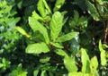 Green bay leaf growing in organic garden, spice ingredient background.The Bay leaf is an aromatic leaf commonly used in