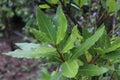 Green bay leaf growing in organic garden, spice ingredient background.The Bay leaf is an aromatic leaf commonly used in