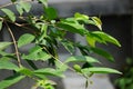 Green Bay leaf leaves hanging on the tree. Bay leaf is one of herbs and use for cooking. Indonesian call it daun salam Royalty Free Stock Photo