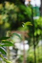 Green Bay leaf leaves hanging on the tree. Bay leaf is one of herbs and use for cooking. Indonesian call it daun salam Royalty Free Stock Photo