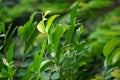 Green Bay leaf leaves hanging on the tree. Bay leaf is one of herbs and use for cooking. Indonesian call it daun salam Royalty Free Stock Photo