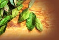 Green bay leaf on wooden texture