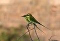 Green bea-eater Royalty Free Stock Photo