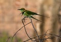 Green bea-eater Royalty Free Stock Photo