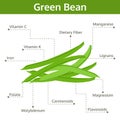 Green bean nutrient of facts and health benefits, info graphic