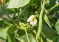 Green bean plant with pods and white flowers, in the garden on a Sunny day Royalty Free Stock Photo