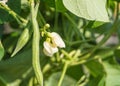 Green bean plant with pods and white flowers, in the garden on a Sunny day Royalty Free Stock Photo