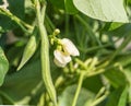 Green bean plant with pods and white flowers, in the garden on a Sunny day Royalty Free Stock Photo