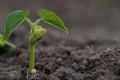 Green bean sprout with blossoming leaves Royalty Free Stock Photo