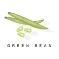 Green Bean Pod , Infographic Illustration With Realistic Pod-Bearing Legumes Plant And Its Name
