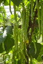 Green bean pods. Bean plant