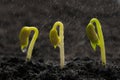 Green bean seed growing out from soil while raining