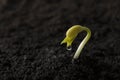 Green bean seed growing out from soil