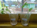 green bean seeds in a plastic cup in a biology experiment in the laboratory.