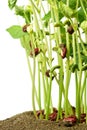Green bean sprouts close-up shot Royalty Free Stock Photo