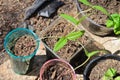 Green bean sprouts growing in pots