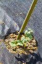 Green Bean Sprouts with Pole and Garden Fabric