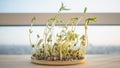 Green bean sprouts. Royalty Free Stock Photo