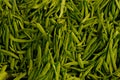 Green bean string close up. background: green wax beans Royalty Free Stock Photo