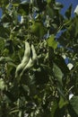 Green bean Summer Time Garden