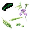 Green bean watercolor hand drawn illustration isolated on white