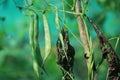 Green beans are being grown in a small garden while multiple beans are seen hanging from the vine