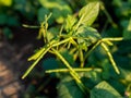 Green beans that are cultivated in the fields