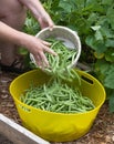 Green Beans Falling into Yellow Container Royalty Free Stock Photo