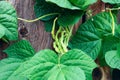 Green beans growing over on a background wooden surface