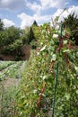 Green beans growing up canes in the walled kitchen garden